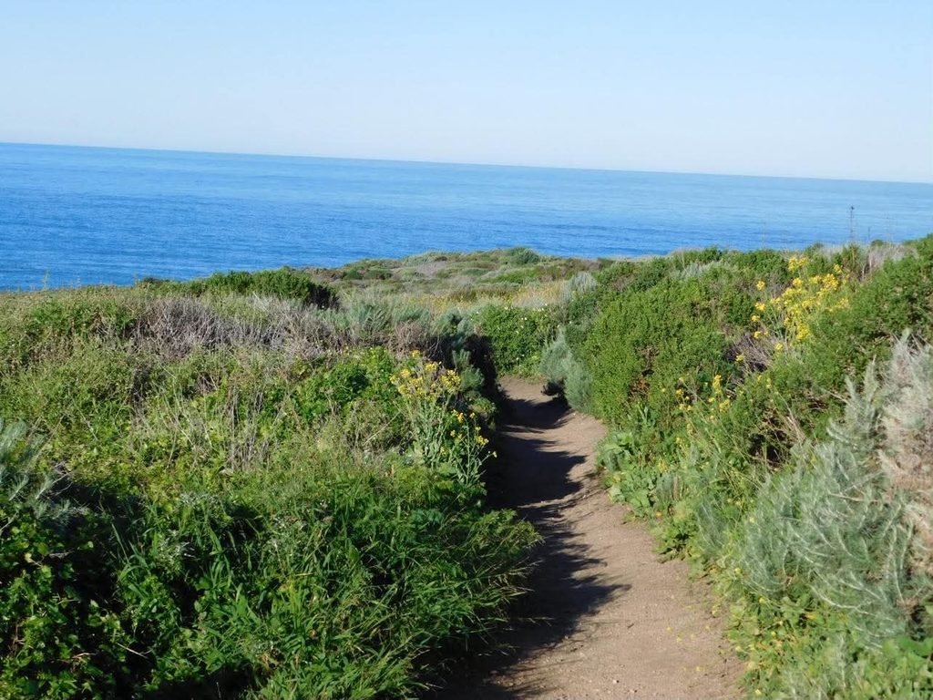 Vibrant greenery surrounding Calla Lily Valley trail Big Sur