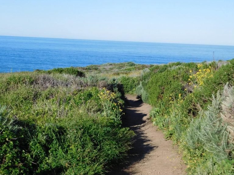Vibrant greenery surrounding Calla Lily Valley trail Big Sur