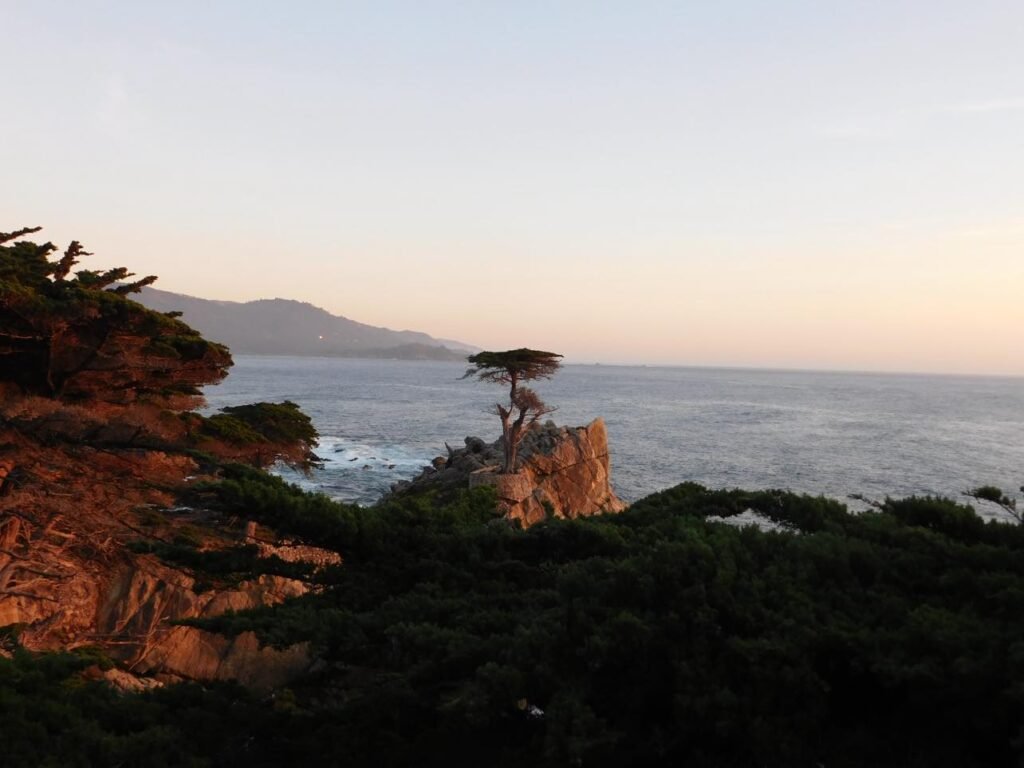 Lone Cypress 17 Mile Drive