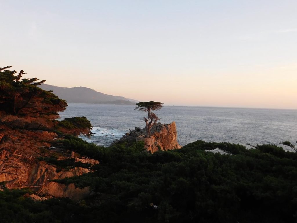 Sunset views of the lone cypress
