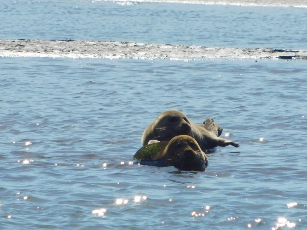 Seals in Stinson Beach