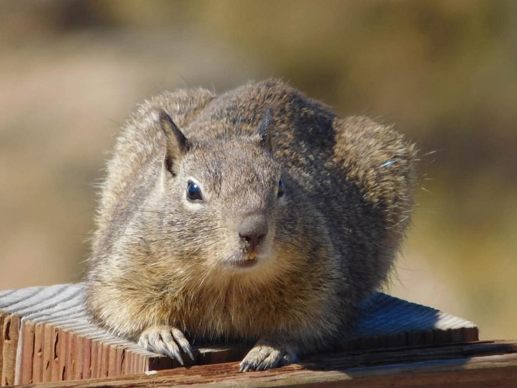 Squirrel hanging out during the 17 mile drive