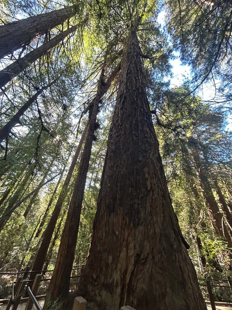 Redwoods in Pfeiffer Big Sur State Park