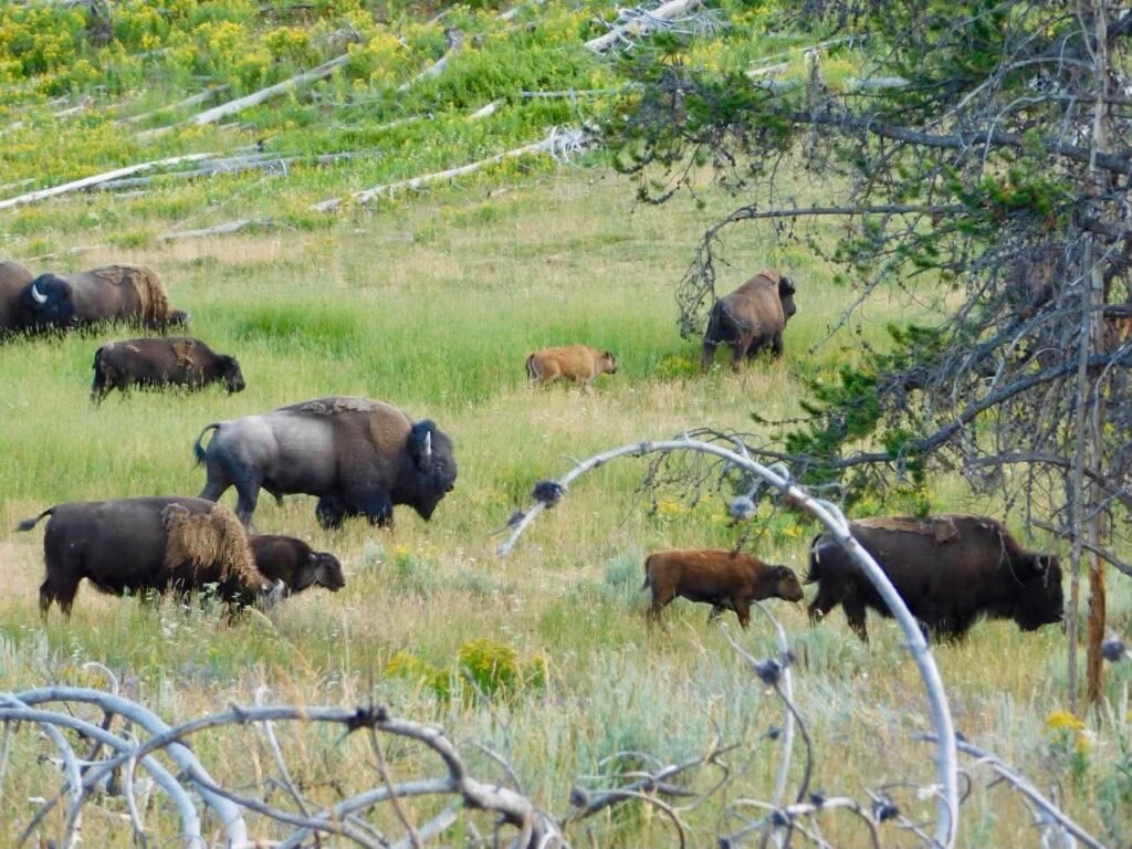 Bison in Yellowstone