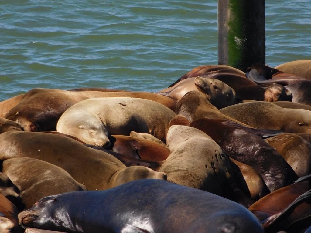 Sea Lions hanging out near Pier 39