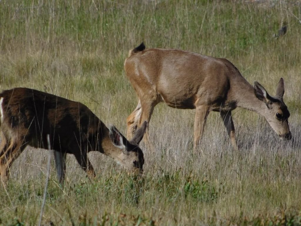 Deer in Point Lobos Meadows