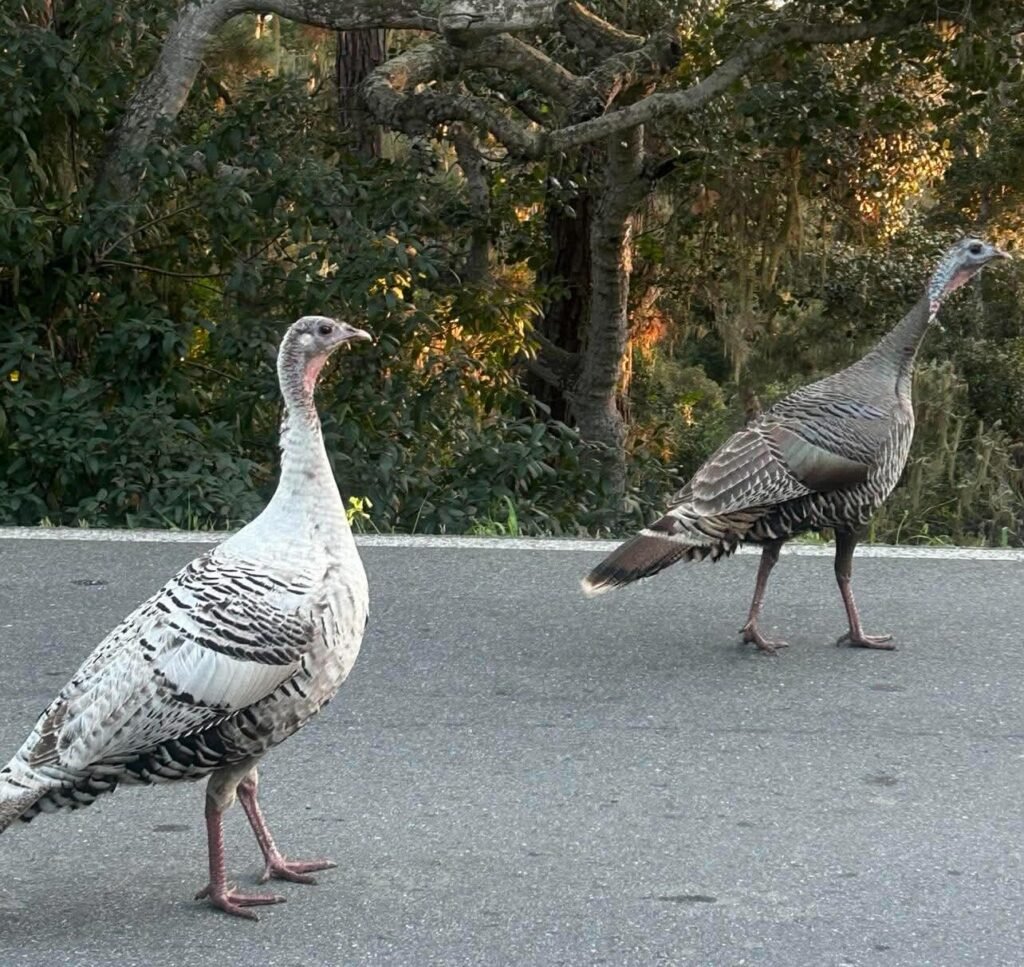 Some turkeys hanging out in the road on the 17 mile drive