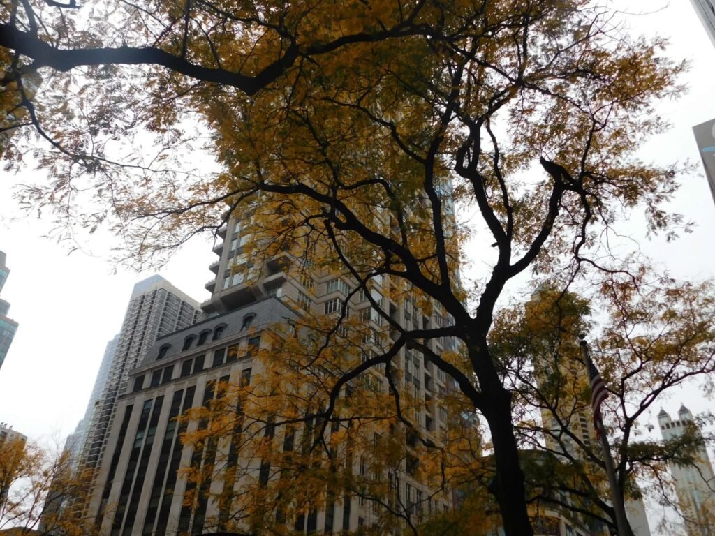 Chicago Fall