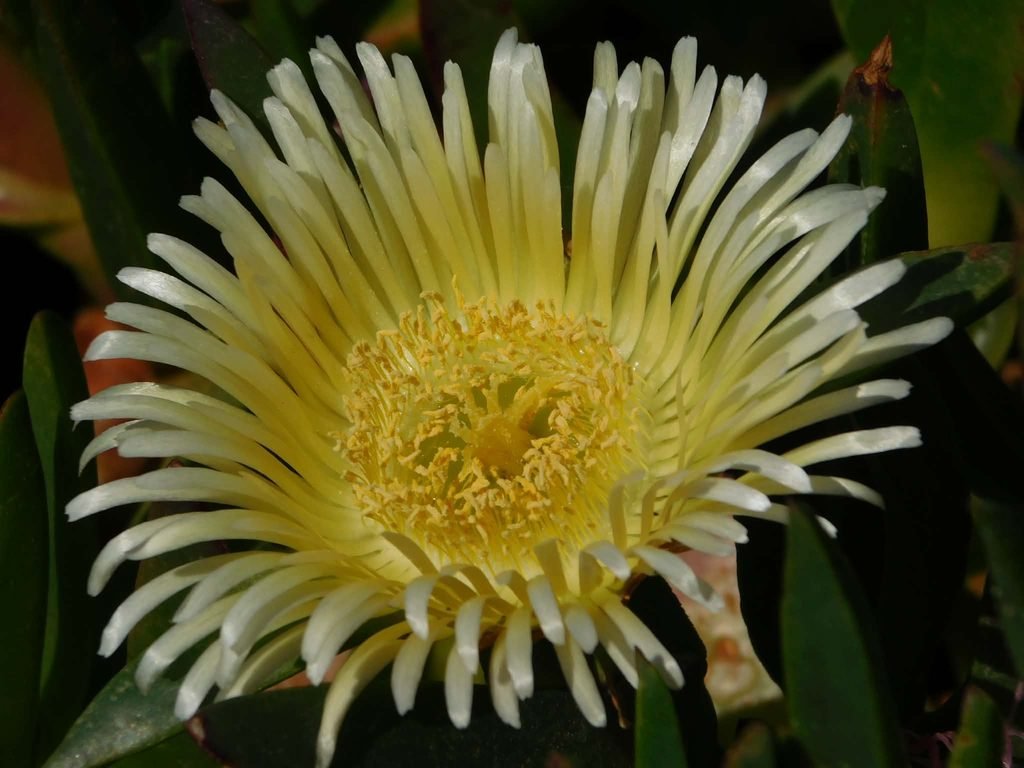 Wildflowers on 17 Mile Drive