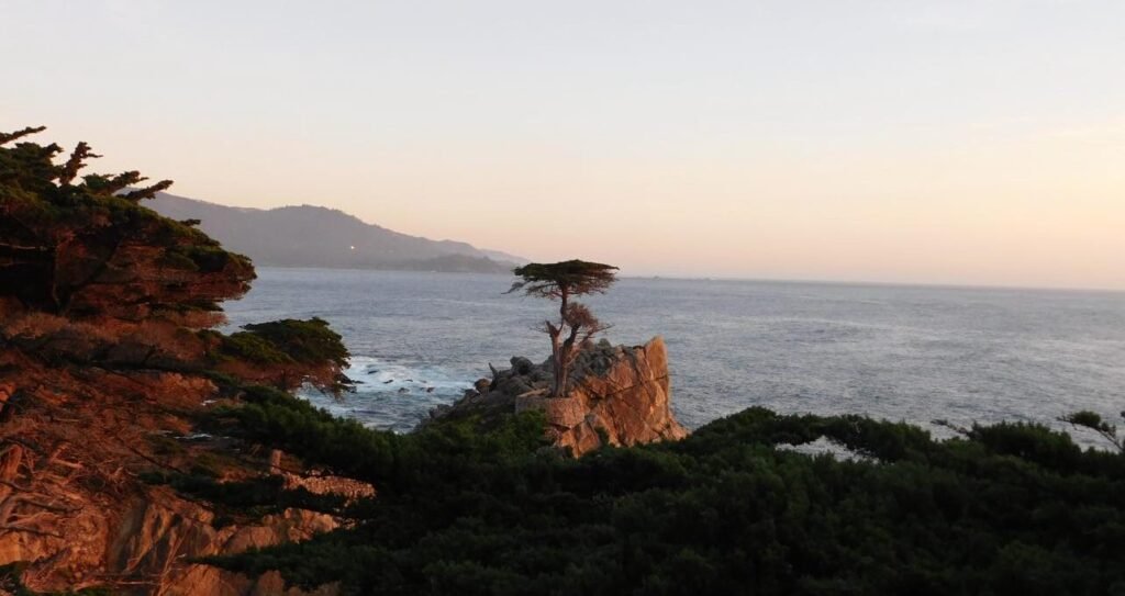 Lone Cypress 17 Mile Drive