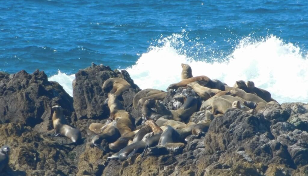 Seal Rock in 17-Mile Drive