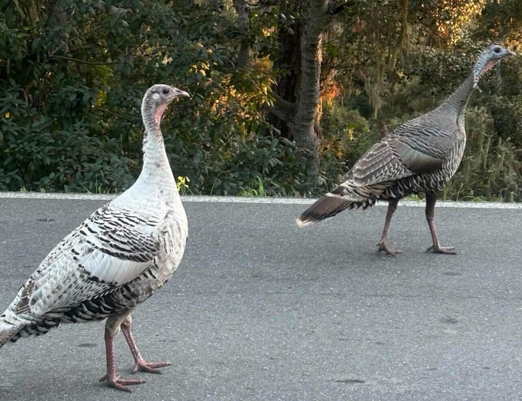 Some turkeys hanging out in the road on the 17 mile drive